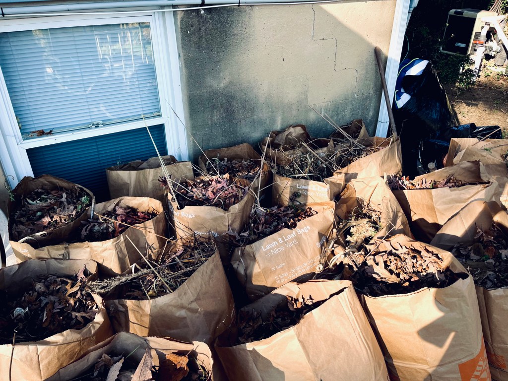 yard cleanup services